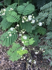 Senegalia westiana
