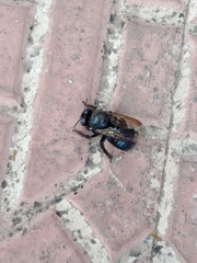 Xylocopa splendidula