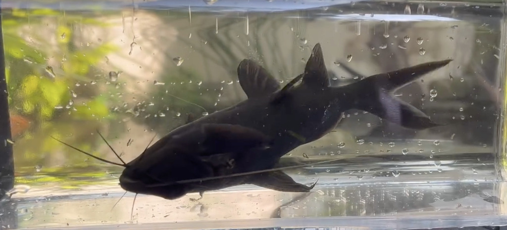 Poisson-chat asiatique nageant à l'envers (Mystus leucophasis)