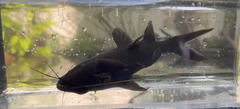 Asian Upside-Down Catfish photo 1