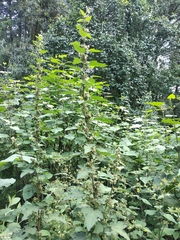 Kearnemalvastrum lacteum