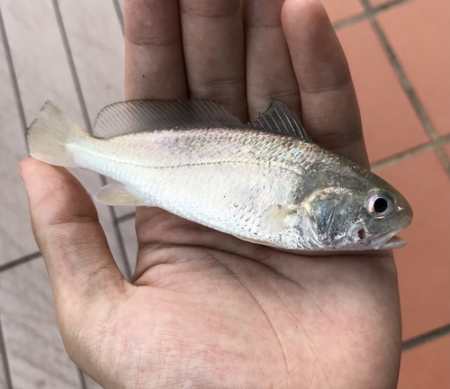 Bearded croaker (Johnius dussumieri) — Sciaenidae