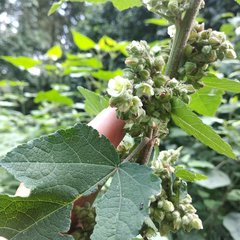 Kearnemalvastrum lacteum