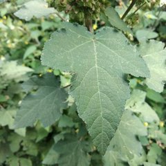 Kearnemalvastrum lacteum