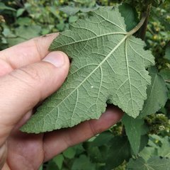 Kearnemalvastrum lacteum