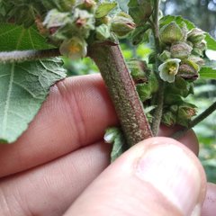 Kearnemalvastrum lacteum