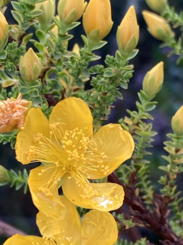 Hypericum goyanesii, photograph 6