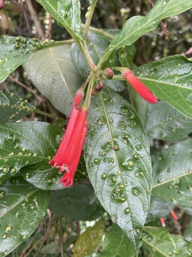 Iochroma gesnerioides