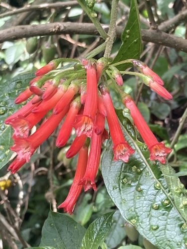 Iochroma gesnerioides, photograph 1