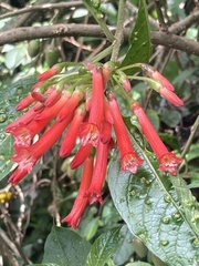 Iochroma gesnerioides, photograph julianazuluaga-carrero, CC BY-SA, iNaturalist via GBIF