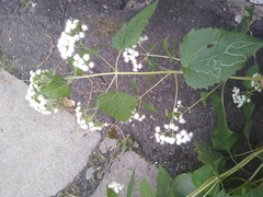 Ageratina altissima