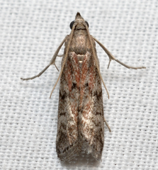 Vitula edmandsii