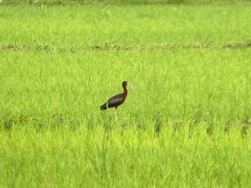 Glossy Ibis