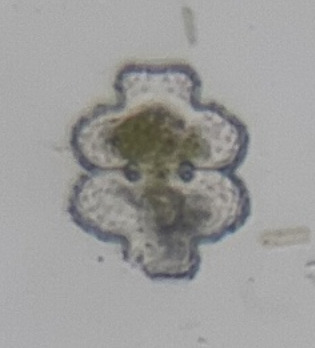 Euastrum sphyroides