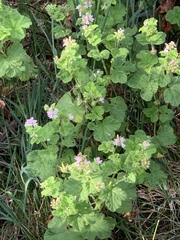Pelargonium vitifolium