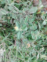 Angiospermae
