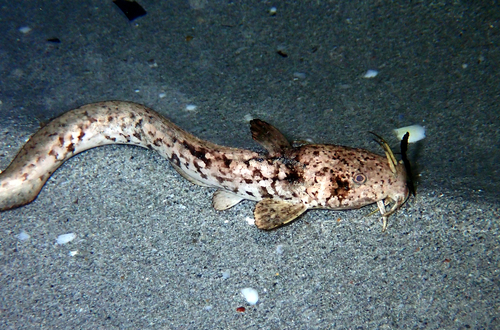 Cobbler (Paraplotosus albilabris) — Plotosidae