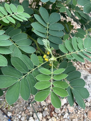 Cacahuatillo