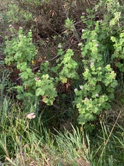 Pelargonium vitifolium