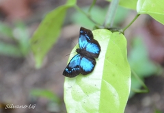 Paches loxus gloriosus