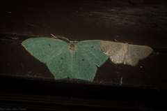 Maxates centrophylla