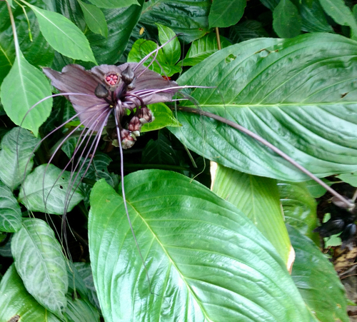 Tacca chantrieri observed 2012-11-16