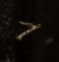 Cyphosticha panconita