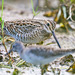 Gallinago stenura - Photo (c) afon, μερικά δικαιώματα διατηρούνται (CC BY-NC-ND)