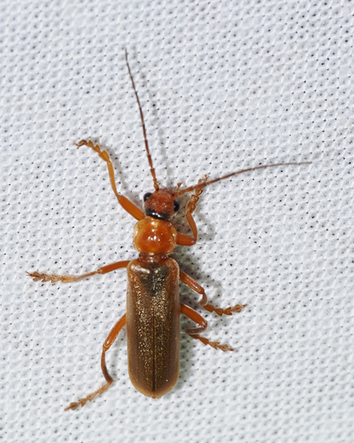 Red Soldier Beetle, photo 3 of 10
