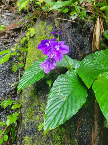 Rhynchoglossum ampliatum