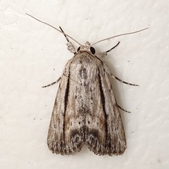 Catabenoides