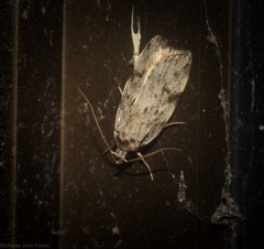 Barea nymphica