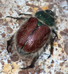 Paracotalpa granicollis