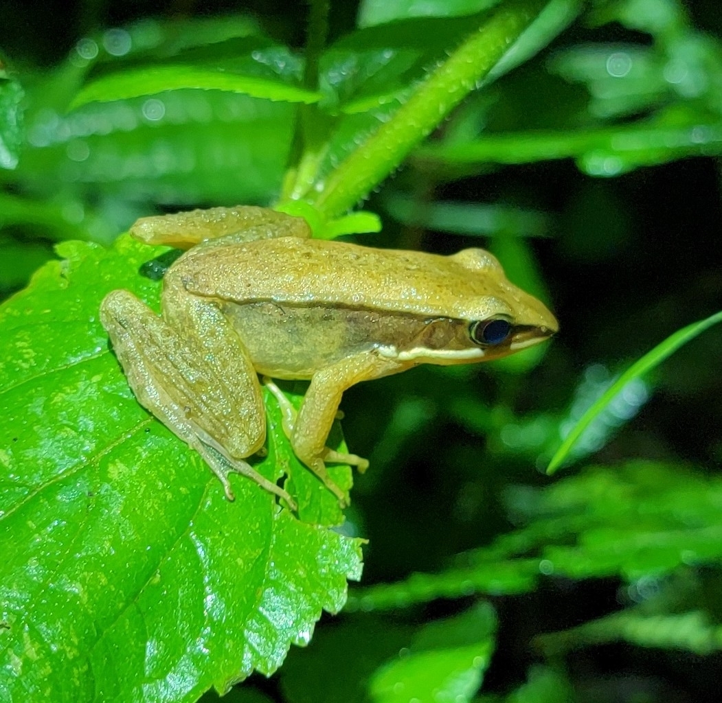 Doni Golden-Backed Frog