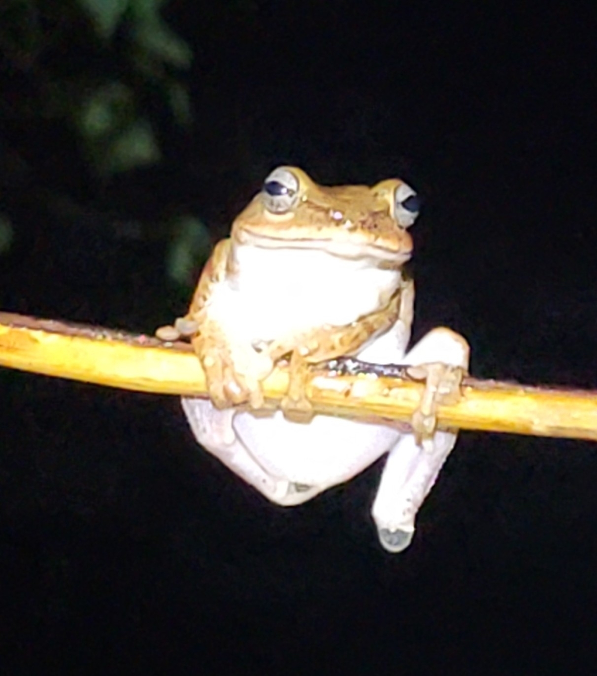 Montane Foam-Nest Tree Frog
