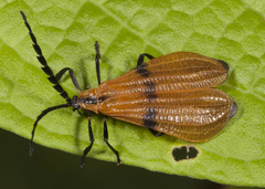 Calopteron pallidum