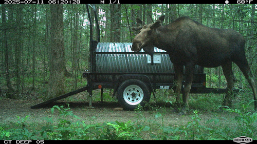 Moose photographed in Connecticut
