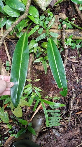 Philodendron glaziovii, photograph 6