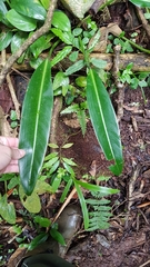 Philodendron glaziovii, photograph Celso Henrique Varela Rios, CC BY, iNaturalist via GBIF