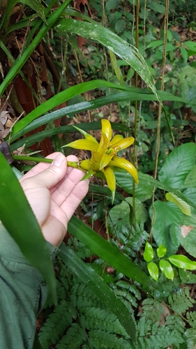 Canistropsis billbergioides, photograph 6