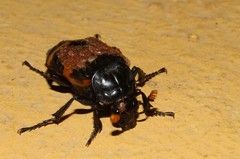 Nicrophorus mexicanus