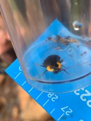 Pseudoderopeltis albilatera