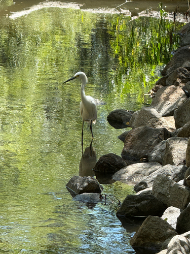 iNaturalist observation photo of Snowy Egret