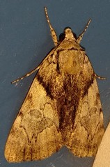 Catocala blandula