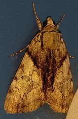 Catocala blandula