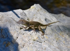 Anolis mestrei