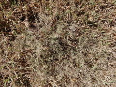 Erigeron divaricatus