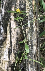 Bidens discoidea