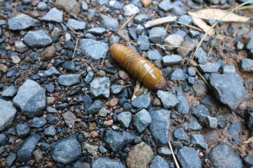 Trichogomphus mongol
