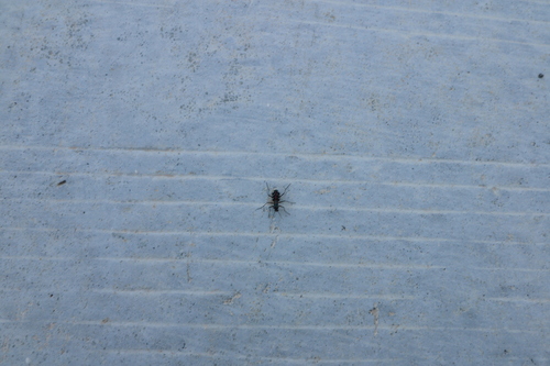 Cosmodela separata